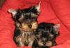 Продаю щенков йоркширского терьера превью 1057404.