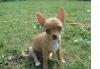 Чихуахуа  рыже-коричневая девочка и  др. щеночки превью 1057701.