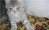 Британские голубые, лиловые,мрамор котята превью 1050818.