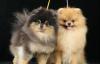 Померанский шпиц из питомника превью 1058219.