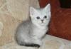 Британские котята серебристого окраса превью 1058340.