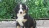 Щенки бернского зенненхунда .г.Воронеж превью 1050959.