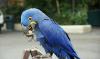 Гиацинт-ара попугай превью 1059093.