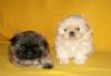 Пекинес мини и обычные превью 1059274.