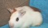 Продаю морских свинок превью 1500119.