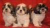 Ши-тцу очаровательных щенков продаю превью 1501020.