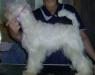 Щенки цвергшнауцера  редкого белого окраса превью 1501175.