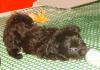 Щенки декоративной породы превью 1501543.