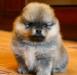 Померанские шпицы девочки превью 1501941.