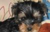 Щенок йоркширского терьера превью 1502852.