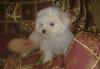 Щенки Мальтезе превью 1504659.