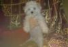 Щенки Мальтезе превью 1504750.