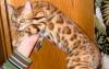 Бенгальские котята шоу класса превью 1505209.