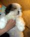Ши тцу щенок с отличной родословной, недорого превью 1500650.