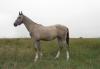 Продаю серого жеребчика превью 1506177.