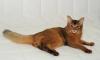 Сомалийский котенок превью 1506326.