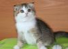 Шотландский вислоухий котик 3,5 мес превью 1506435.
