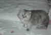 Превью Котята персидские не экзоты Москва - 3