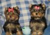 Йоркширского терьера щенки превью 1507347.