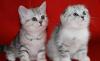 Рисунчатые серебристые шотландские котята превью 1500845.