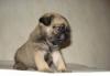Продаю щенков мопса превью 1508027.