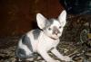 Продаются котята канадского сфинкса превью 1508720.