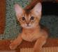 Абиссинские котята превью 1508920.