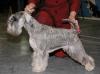 Превью Щенки цвергшнауцера питомник Русский Ассортик Москва - 2