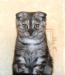 Шотландские короткошерстные котята превью 1509114.