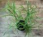 Превью Комнатные растения Москва - 4