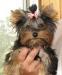 Щенки йоркширского терьера Красавцы превью 1509476.