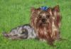 Йоркширский терьер  кобель предлагаем для вязок превью 1509521.