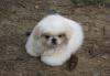 Щенки пекинеса превью 1509645.