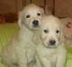 Продаю щенков Голден Ретривера превью 1510183.