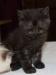 Черная плюшевая экзоточка г. Одинцово превью 1511179.