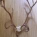 Превью Рога лося или оленя Ростов-на-Дону - 3