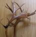 Превью Рога лося или оленя Ростов-на-Дону - 4