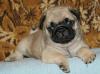 Щенки Мопса от Чемпионов превью 1511731.