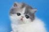 Очаровательные  персидские и экзотические  котята превью 1510209.