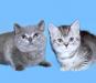 Британские котята с плюшевой шерсткой превью 1512355.