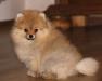 Щенки померанских шпицов редких окрасов превью 1512700.
