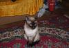 Тайский ( сиамский ) котик приглашает на вязку превью 1512896.