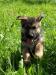Продаю щенков немецкой овчарки превью 1513121.
