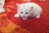 Кошечка  белая   ангорская пушистая превью 1513854.