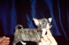 Превью Чихуахуа редкого тигрового окраса Москва - 1