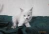 Превью Котята сиамские Волгоград - 3