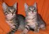 2 чудесных котенка в добрые руки превью 1515022.