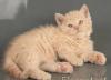Кремовый котик - селкирк рекс превью 1510614.