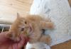 Отдам котенка превью 1517231.