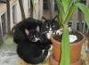 Превью Отдам двух котят - котиков Санкт-Петербург - 3